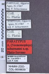 Etiketten zu Athous schurmanni (NHMW-ZOO-COL-0008639)